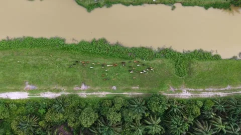 Aerial view shows cows graze near a muddy river Stock-Footage 339837308