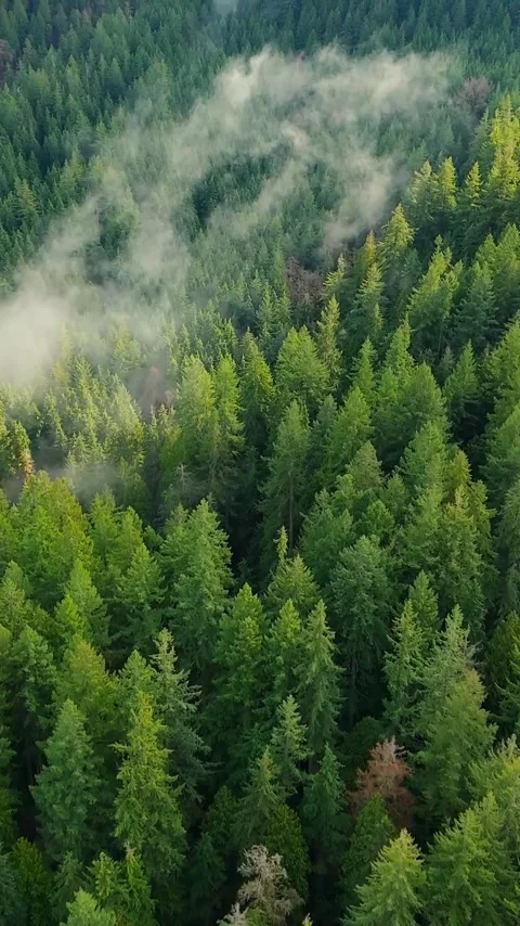 Aerial view shows a dense forest with a winding river through the clouds. Canada Video stock 340407999