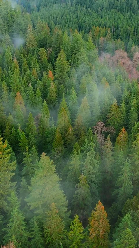 Aerial view shows a dense forest with the clouds. British Columbia, Canada Stock Footage 342836915