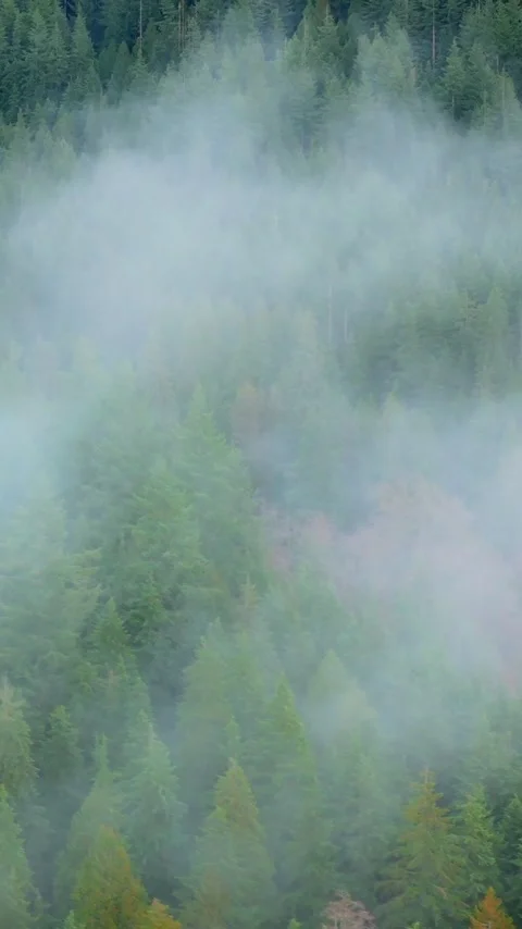 Aerial view shows a dense forest through the clouds. British Columbia, Canada Stock Footage 342837350