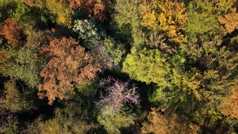 Aerial view shows a dense forest with trees changing colors during autumn Stock Footage 346630950