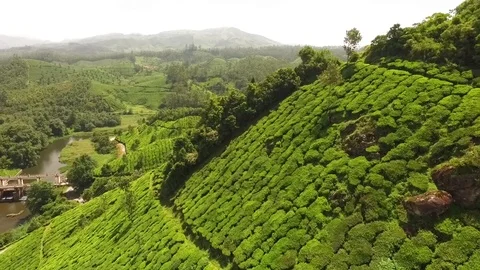 An aerial view shows an expansive tea plantation in Kerala, India. Stock Footage 129443588