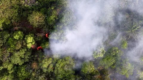 Aerial view shows forest fire smoke rising above treetops Video stock 337544397