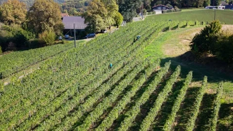 Aerial view shows the grape harvest in a vineyard located in Jurancon, France, Stock Footage 346769502