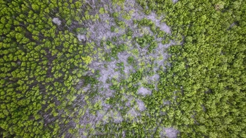 Aerial view shows green forest patches meeting sandy terrain Stock Footage 332598529