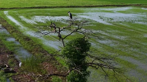 Aerial view shows herons on a tree near flooded rice fields 库存影片 339827064