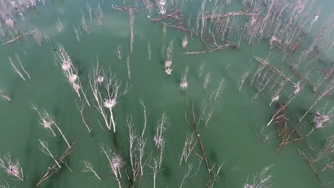 Aerial view shows leafless dead trunks standing in lake water after flooding Stock Footage 339364421