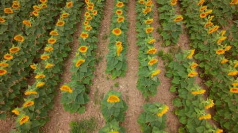 Aerial view shows vast fields of sunflowers blooming in rows under a cloudy sky Stock Footage 346305414