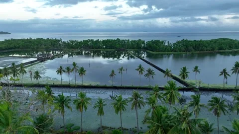 Aerial view of a shrimp and fish farm. Rice fields separated by palm trees Stock Footage 254356872