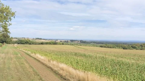 Aerial view, sideways move, fly low above fresh green corn field and yellow g Stock-Footage 95558324