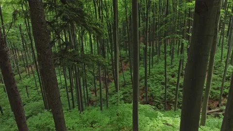 Aerial view of silver forest in Sacaramb, Hunedoara Stock Footage 197697255
