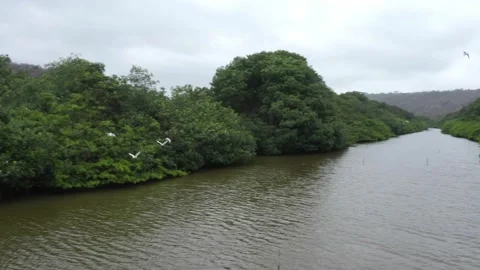 Aerial view of silver herons that are flying over a small river in a mangrove Stock Footage 146754399