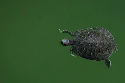 Aerial view of a single close up turtle against dark green water Stock Photos