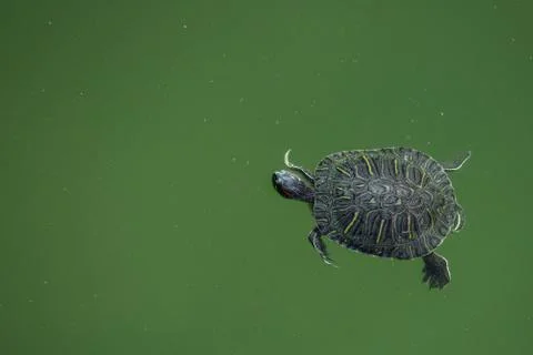 Aerial view of a single close up turtle against dark green water Stock Photos