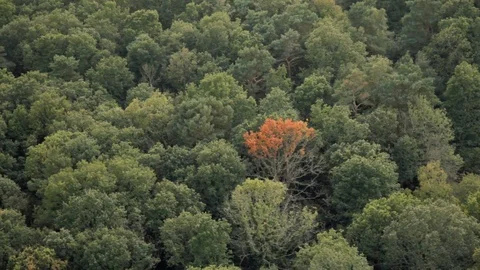 Aerial view of single dead tree amongst lush forest Stock Footage 118263489