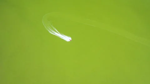An aerial view of a single jet ski riding through green water Stock Footage 137011030