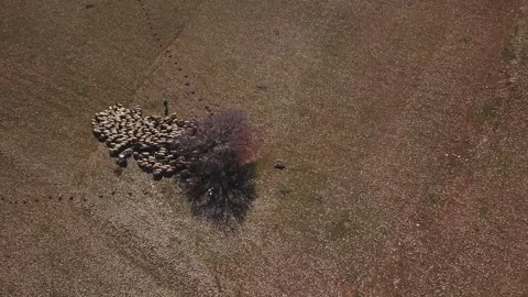 Aerial view of a single tree and a moving flock of sheep in a field Stock Footage 240497200