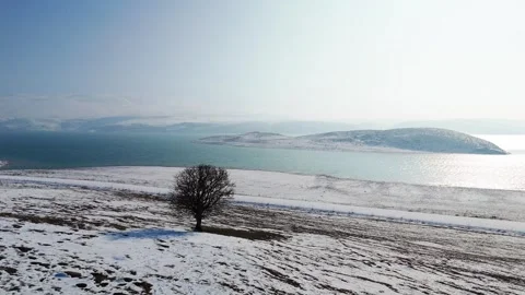 Aerial view of a single tree on the beach in winter Stock Footage 328246451