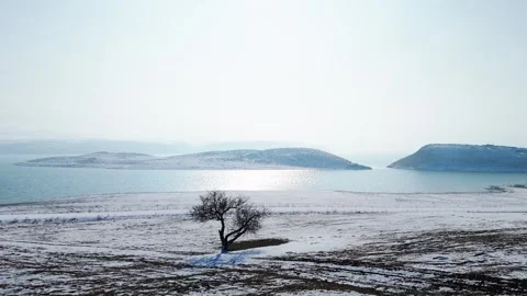 Aerial view of a single tree on the beach in winter Stock Footage 328248910