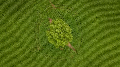 Aerial view of a single tree in a cornfield in midsummer Stock Photos