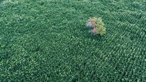 Aerial view of a single tree drowing lonely on green corn fields 스톡 사진