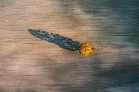 Aerial view of a single tree in a field. Agricultural landscape. Stock Photos