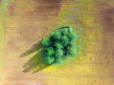Aerial view of a single tree in a field Stock Photos
