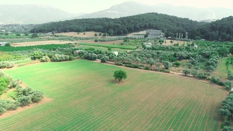 Aerial view of single tree in garden Stock Footage 248795808