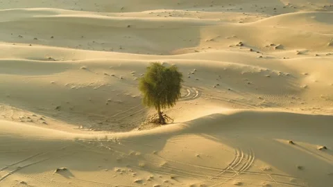 Aerial view of a single tree growing on the middle of desert, U.A.E. Video stock 131086281
