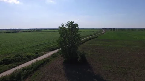 Aerial view of a single tree near by road Stock Footage 50710556