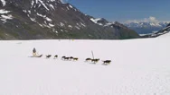 Aerial View Sledge Dog Handler Working Dog Team, Usa Stock Footage