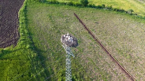 Aerial View of Sleeping Stork Chicks in Nest Stock-Footage 345839067