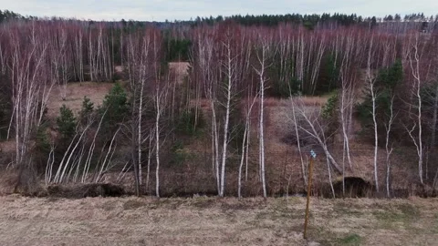 Aerial View Of Slender Birch Trees In Latvian Spring Woodland Landscape Stock Footage 338322501
