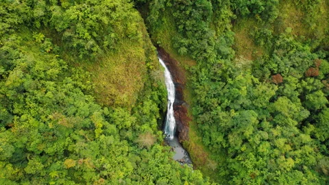 Aerial view of slender waterfall cascading through lush green rainforest cliffs Stock-Footage 342685120