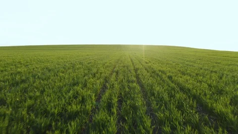 Aerial view of a slide forward drone on the movement of green young wheat Stock Footage 108166814