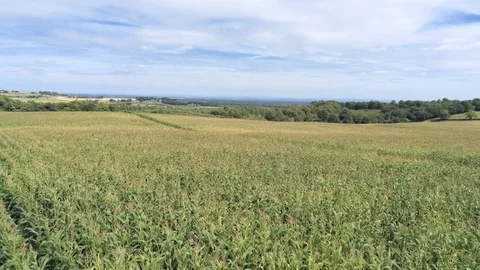 Aerial view, slow backwards move over, low above fresh green corn field Stock Footage 95556141