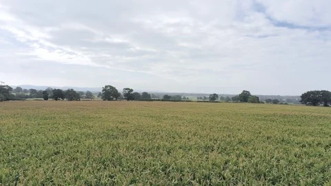 Aerial view, slow backwards move. Fly low above fresh green corn field. Cloud Video stock 95568413