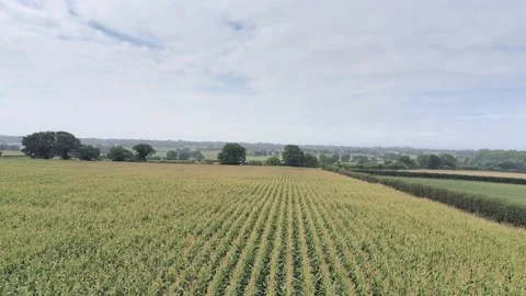 Aerial view, slow backwards, sideways move. Fly low above green corn field. C Stock-Footage 95569490