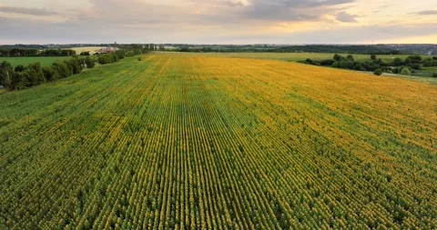 Aerial view: slow flying down above the sunflower field at sunset. Stock Footage 135657485