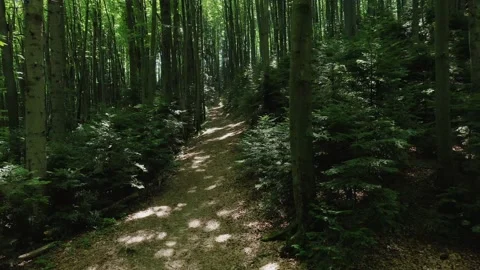 Aerial view from a slow flying drone of a pathway through a green deciduous Stock Footage 181794647