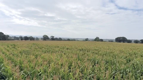 Aerial view, slow forward move. Fly low above fresh green corn field. Cloudy  Video stock 95568559