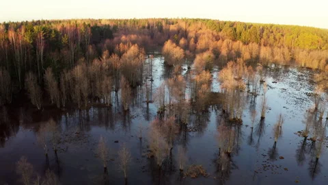 Aerial view slow motion forward. A large forest area flooded by spring floods. Stock Footage 303650913