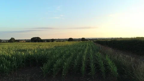 Aerial view, slow move. Close low above fresh green corn field 動画素材 92711985