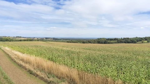 Aerial view, slow move, fly low above fresh green corn field and yellow grass Video stock 95558169