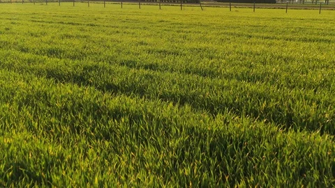 Aerial view - Slowly flying over the field in the spring time on the sunset Stock-Footage 129569879