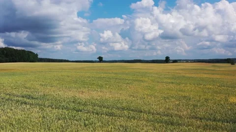 Aerial view slowly flying over wheat field. Blue sky with white clouds Stock Footage 157691572