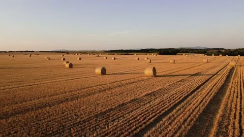 Aerial view (slowly forward flight) of rolled hay bales in harvested field Stock Footage 201967256
