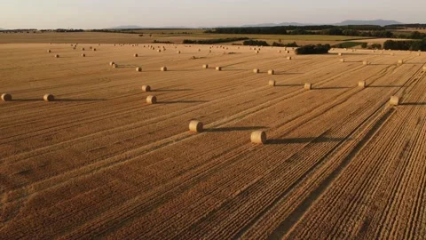 Aerial view (slowly forward flight by drone) of rolled hay bales. Stock Footage 201967341