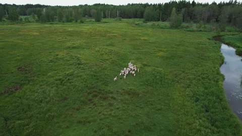 Aerial view small flock of sheep runs through green meadow along river. Keeping Vidéo 271728242