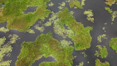 Aerial view of the small forest islands in a lake Stock Footage 169870484